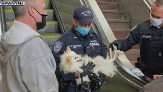 Puppy's paw gets stuck in PATH station escalator
