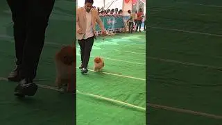 Dog show yavatmal 2024
