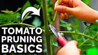 Tomato Pruning for Maximum Yield | Healthy Growth Tips#tomatofarming #farm 