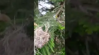 bird nest in my garden #viral 🏡🦚 #flowers #garden #gardening #plants