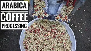 ARABICA COFFEE WET METHOD PROCESSING