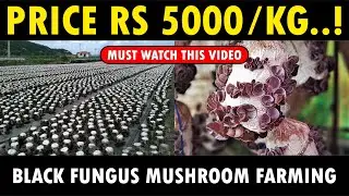Wood Ear Mushroom Farming | Black Fungus Mushroom Cultivation
