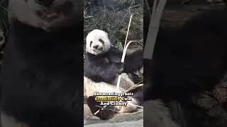 Pandarama: When a Fluffy Panda Masters the Art of Goofiness #entertaininganimals #funny