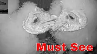 🦉🐭 Incredible Animal Instinct | Owlet Pounces for the First Time