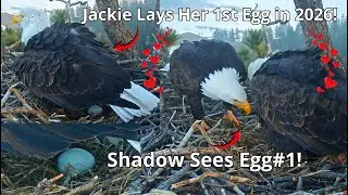 Jackie🦅 Lays Her 1st Egg in 2026 with Tea Kettle🫖Sounds!🎉🥳 Shadow Sees Egg#1! 😍