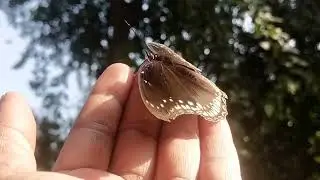 Butterfly 🦋 Pierrot butterfly 🦋 (Talicada nyseus)