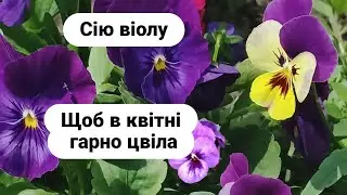 Посів віоли на розсаду