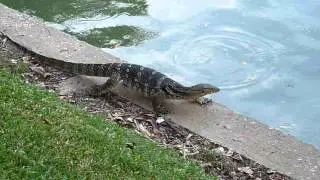 Water monitor lizard goes for a swim