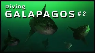 GALAPAGOS diving 02 | Mola's Gate