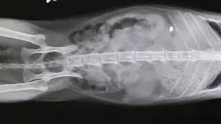 A 3-year-old cat has painful swollen kidneys after boarding