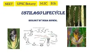 Ustilago lifecycle l Ustilago l Smut fungi l M.Sc l B.Sc l UPSC Botany l NEET Biology By Neha Binwal