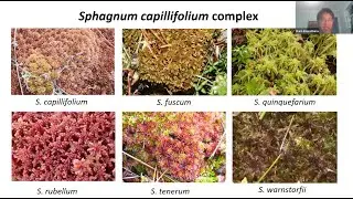 WeDigBio October 2022: Tracing history of plants using field and herbarium collections (Sphagnum)