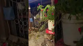 Cuantos recuerdos al mirar tu casita sin ti