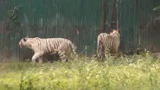 White Tiger sighting