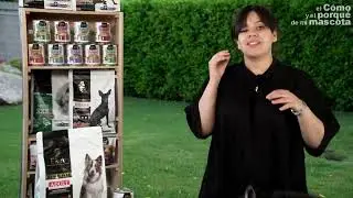 Pomsky la mezcla perfecta entre Husky y Pomerania