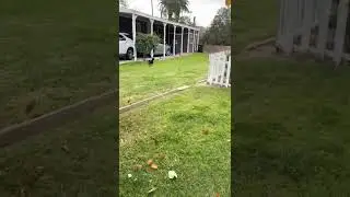Encounter with neighbor about dog in yard
