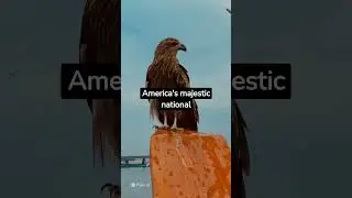 The bald Eagle - amazing facts about The bald Eagle |Yagami Facts #amazingfacts #animalfacts #shorts