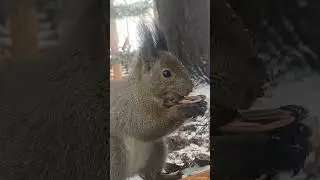 I want both of them! #squirrels