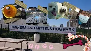 Doha's First Off-Leash Dog Park || Sports Day