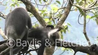Purple-faced leaf monkey, Sri Lanka. 20110207_163343.mp4