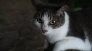 【Cat Video】 meowmeow Happy #cat  #cats  #cute