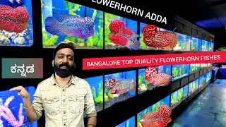 BANGALORE TOP QUALITY FLOWERHORN FISHES | FLOWERHORN ADDA | KANNADA
