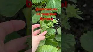 Нашла средство от долгоносика, который подгрызал бутоны клубники - фуфанон
