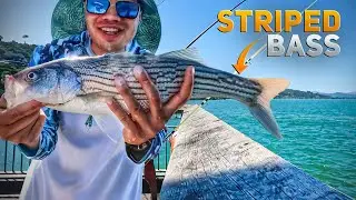 Halibut and Striped bass being crushed at paradise pier Tiburon bay Area! striped bass limit 😎