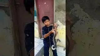 ular pelangi jumbo|| #shorts #ularpelangi #reptiles #feed #youtubeshorts