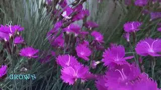 beautiful cheddar pink flowers