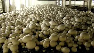 Importance of Mushroom