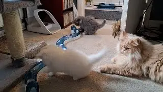 Perdoll Kitten Fun: Mega Long Ball Track Playtime!