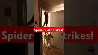 Hilarious Animals You Can't Miss! 😂🐾 #funnyanimals  #animalhumor #hilariousanimals