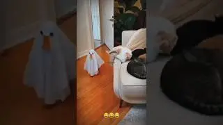 funny duck and cat shorts video 😂#ytshorts #funny #cat #pets#funnyanimals#animals #shortsfeed#comedy