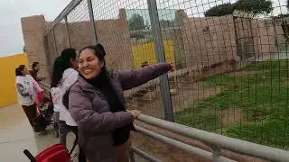 Felinario en el Parque de las Leyendas