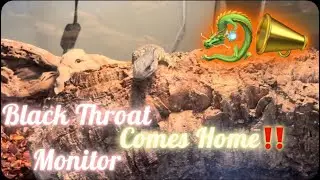Black Throat Monitor Comes Home!