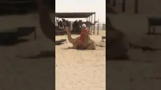 FUNNY -  Riggie almost falls off Camel
