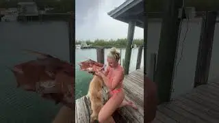 She shot her biggest hogfish yet! Watch it all unfold here:                      #ocean #fish #dive