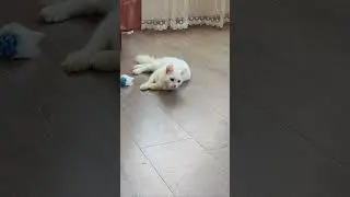 Crab attack 2, kitten 4k #kittens