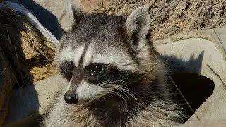 Waschbär: schädlich aber nutzbar / Trichinen?!