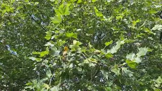 London plane - mid canopy - September 2025