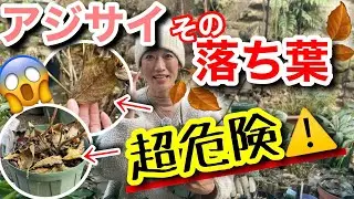 【アジサイの落ち葉、放置してない？】実は翌春の生育や花付きに大きなダメージを与えるかも💦防寒対策が逆効果になることま😢/ 春以降に後悔しないために、今できることを解説します【ガーデニング】