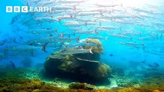 🔴 LIVE: Incredible Wildlife Scenes Narrated by David Attenborough | BBC Earth