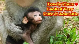 Lovely baby monkey Clora!  She looked very Cute and Adorable