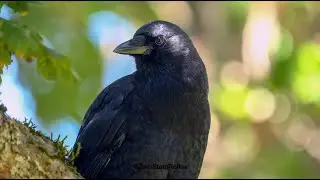 Sweet Sunlight Crow