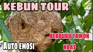 GARDEN TOUR WHILE DOWNLOADING WATER BEE
