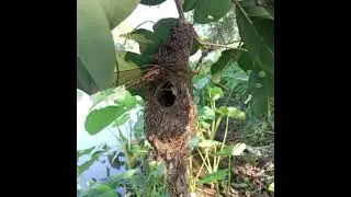 Perkembangan Sogon Mulai Dari membuat Sarang Sampai Besar 😁