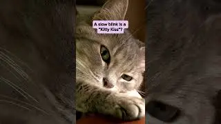 What&rsquo;s a Cat&rsquo;s Slow Blink Really Mean? 🐱 #CatFacts #KittyKiss #CatBehaviour