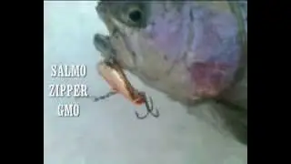 Salmo zipper. GMO