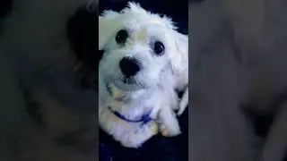 Charming Furball: Cute Little Puppy 💓